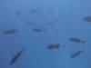 149 - Dive5-3 2 Snorkels