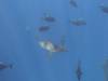 151 - Dive5-3 2 Snorkels