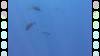 163 - Dive5-3 2 Snorkels