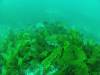 102 - 20140120 Rottnest Island Dive1