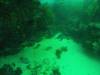 104 - 20140120 Rottnest Island Dive1