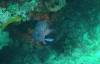 106 - 20140120 Rottnest Island Dive1