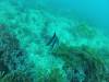 110 - 20140120 Rottnest Island Dive1