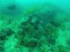 111 - 20140120 Rottnest Island Dive1