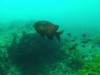 112 - 20140120 Rottnest Island Dive1