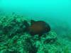 113 - 20140120 Rottnest Island Dive1