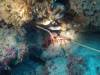 115 - 20140120 Rottnest Island Dive1