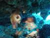 128 - 20140120 Rottnest Island Dive1