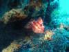 130 - 20140120 Rottnest Island Dive1