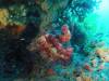 131 - 20140120 Rottnest Island Dive1