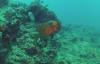 133 - 20140120 Rottnest Island Dive1