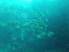 206 - 20140120 Rottnest Island Dive2