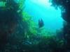 208 - 20140120 Rottnest Island Dive2