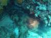 209 - 20140120 Rottnest Island Dive2