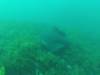 215 - 20140120 Rottnest Island Dive2