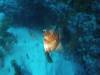 222 - 20140120 Rottnest Island Dive2