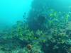 227 - 20140120 Rottnest Island Dive2