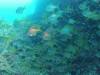 228 - 20140120 Rottnest Island Dive2