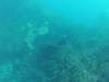 229 - 20140120 Rottnest Island Dive2