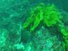 234 - 20140120 Rottnest Island Dive2