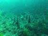 242 - 20140120 Rottnest Island Dive2