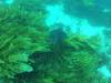 249 - 20140120 Rottnest Island Dive2