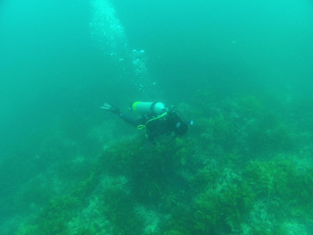 100 - 20140120 Rottnest Island Dive1