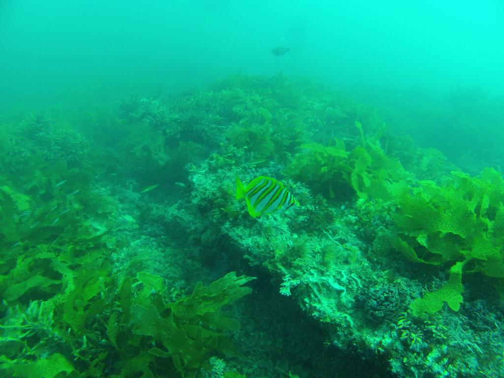 101 - 20140120 Rottnest Island Dive1