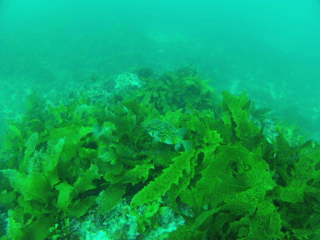 102 - 20140120 Rottnest Island Dive1