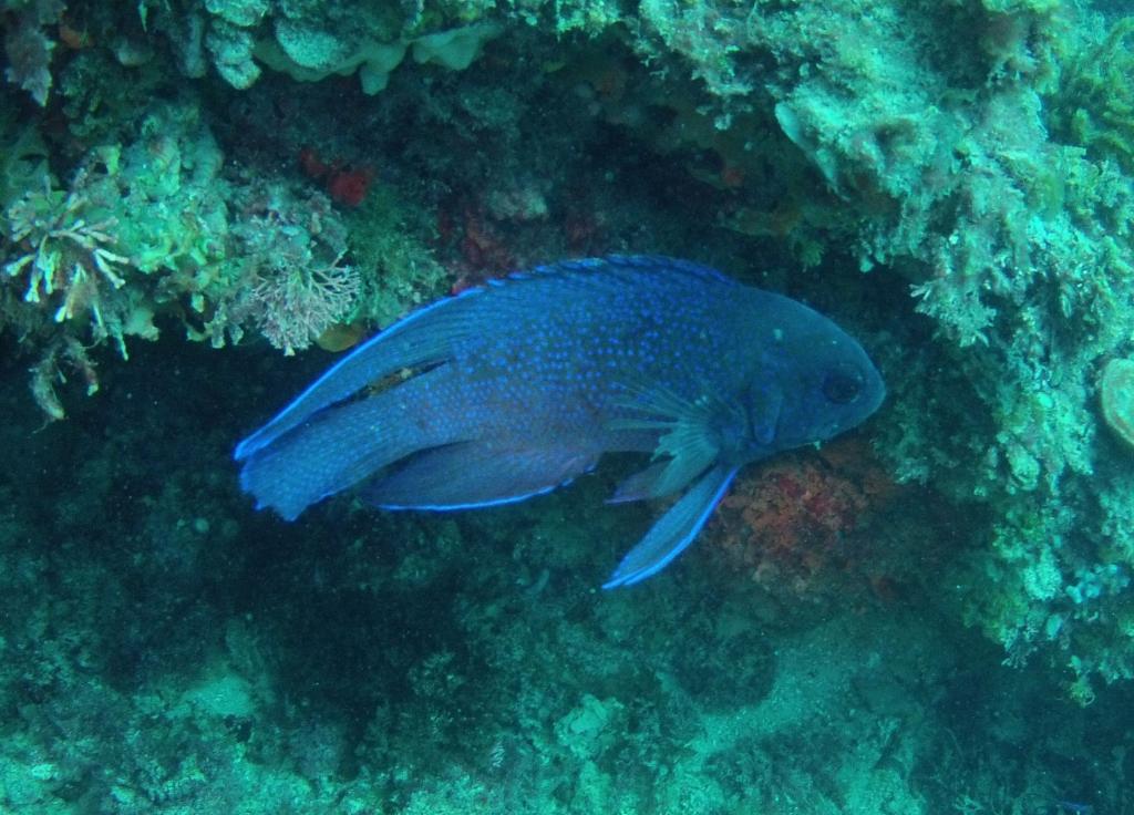 107 - 20140120 Rottnest Island Dive1