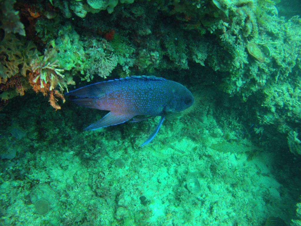 108 - 20140120 Rottnest Island Dive1