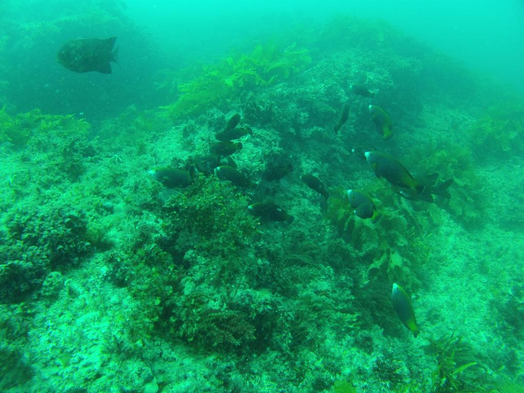 111 - 20140120 Rottnest Island Dive1