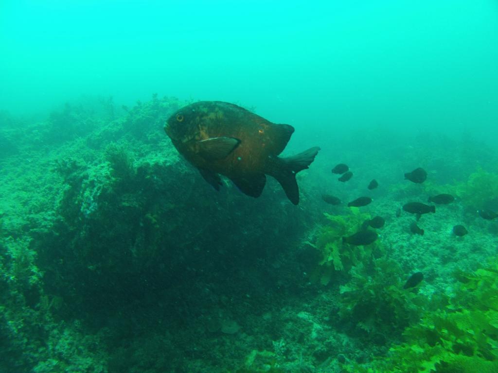 112 - 20140120 Rottnest Island Dive1