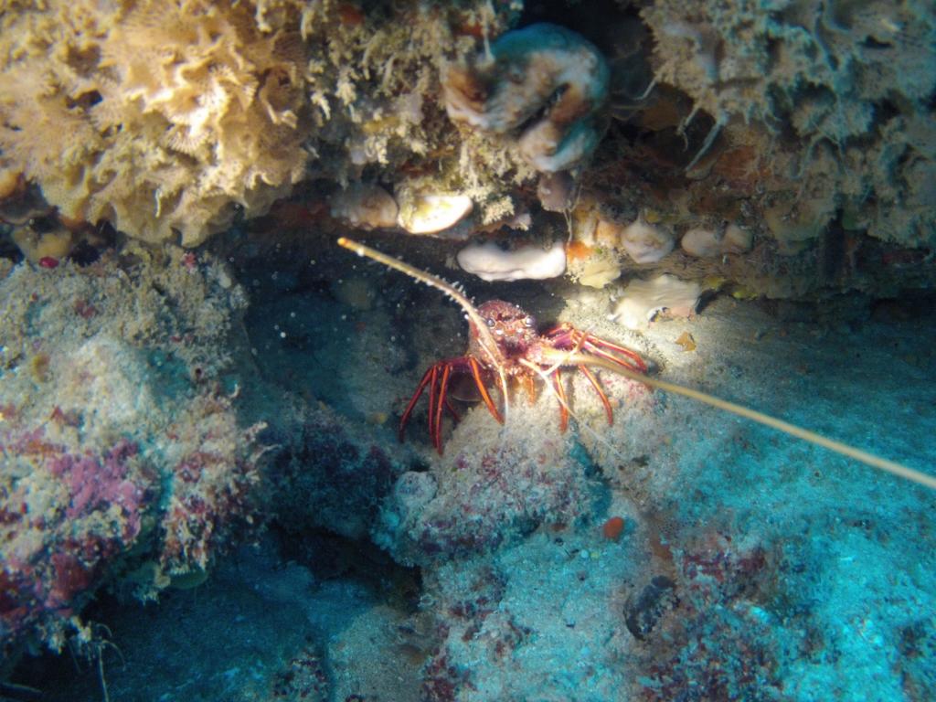 115 - 20140120 Rottnest Island Dive1