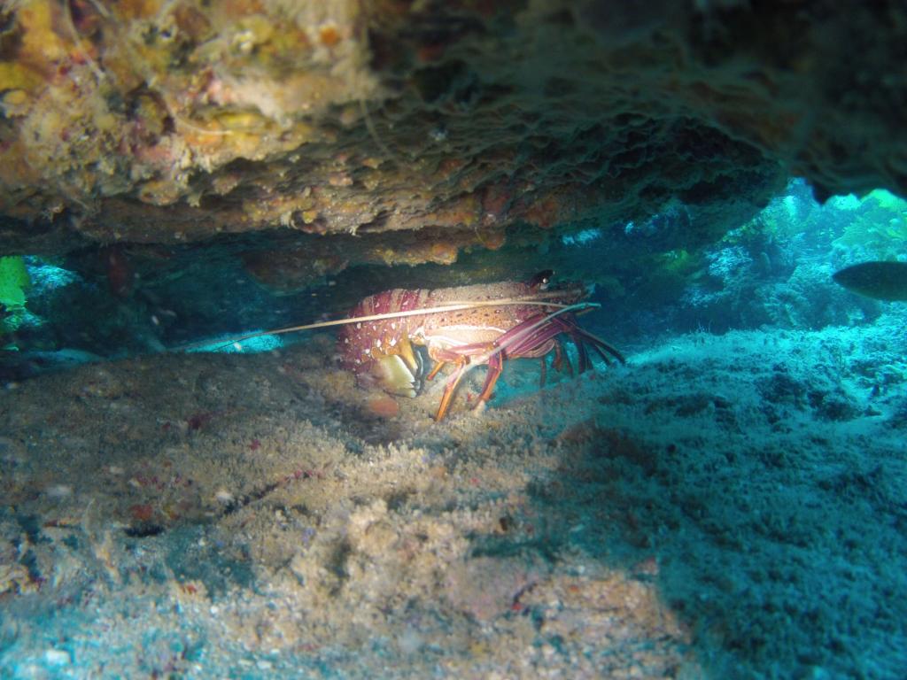 116 - 20140120 Rottnest Island Dive1