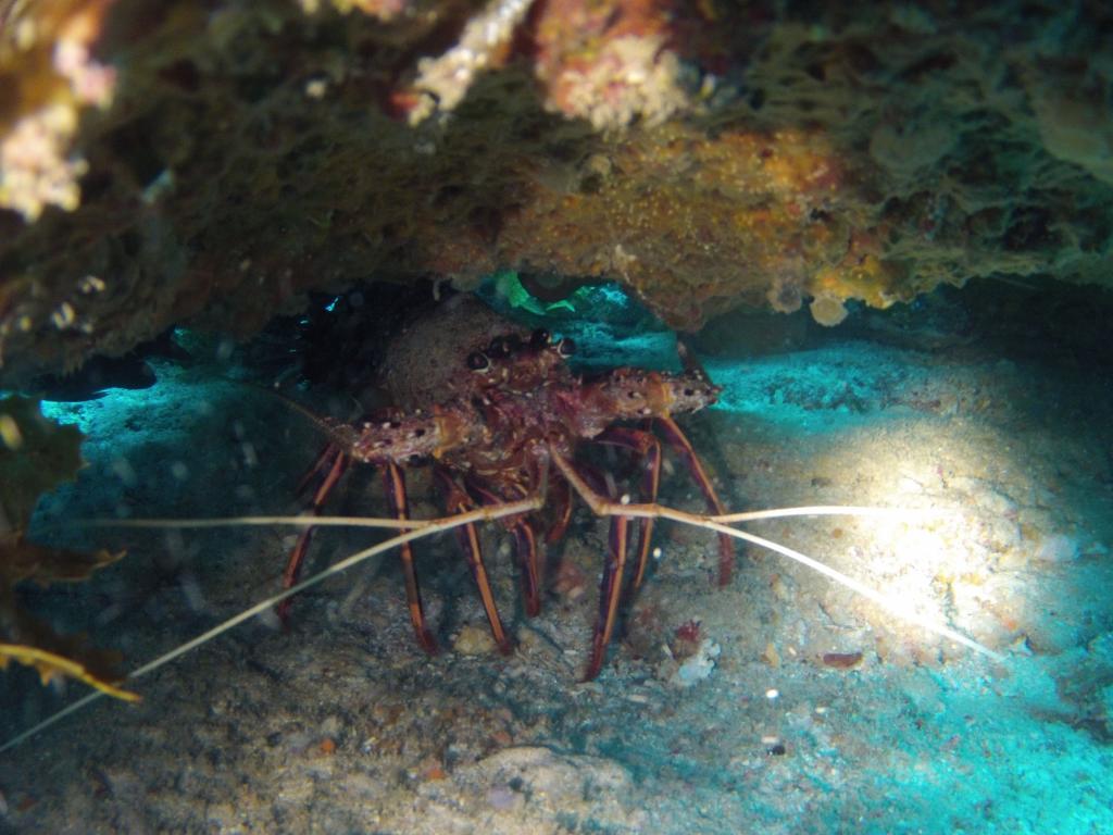 117 - 20140120 Rottnest Island Dive1