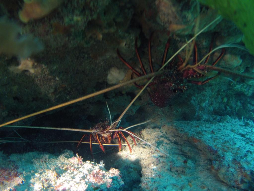 118 - 20140120 Rottnest Island Dive1