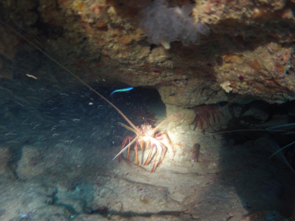 119 - 20140120 Rottnest Island Dive1