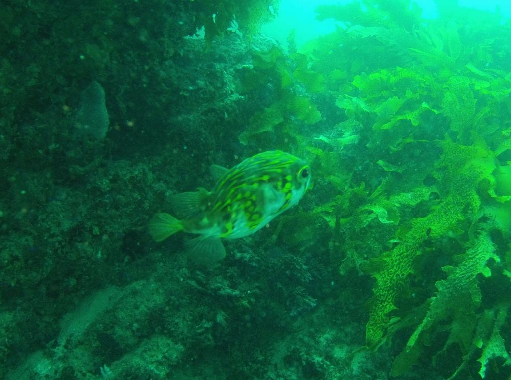 123 - 20140120 Rottnest Island Dive1