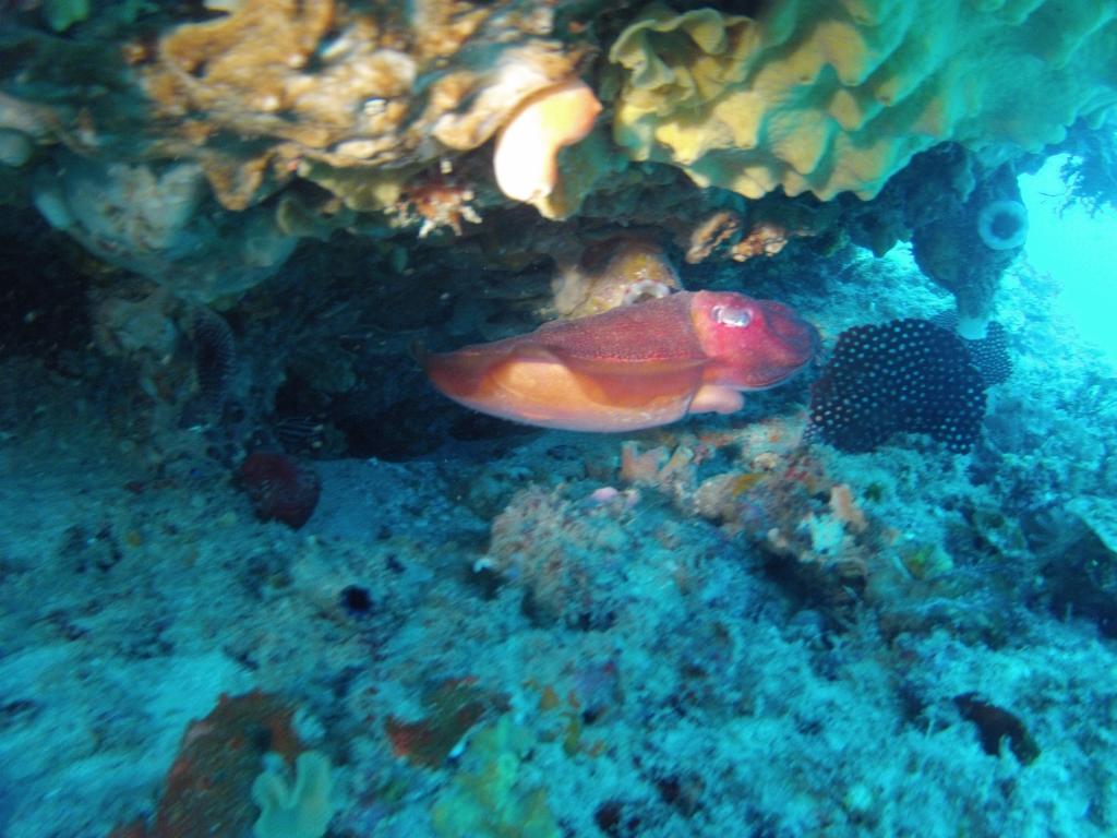 127 - 20140120 Rottnest Island Dive1