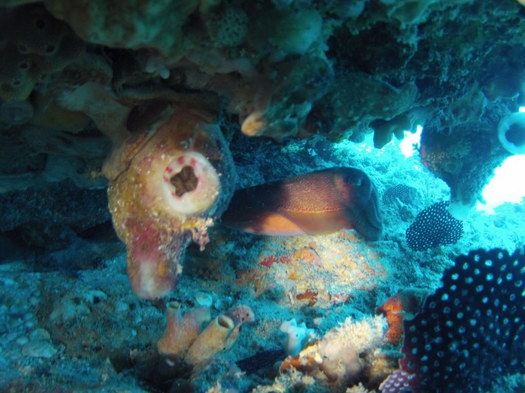 128 - 20140120 Rottnest Island Dive1