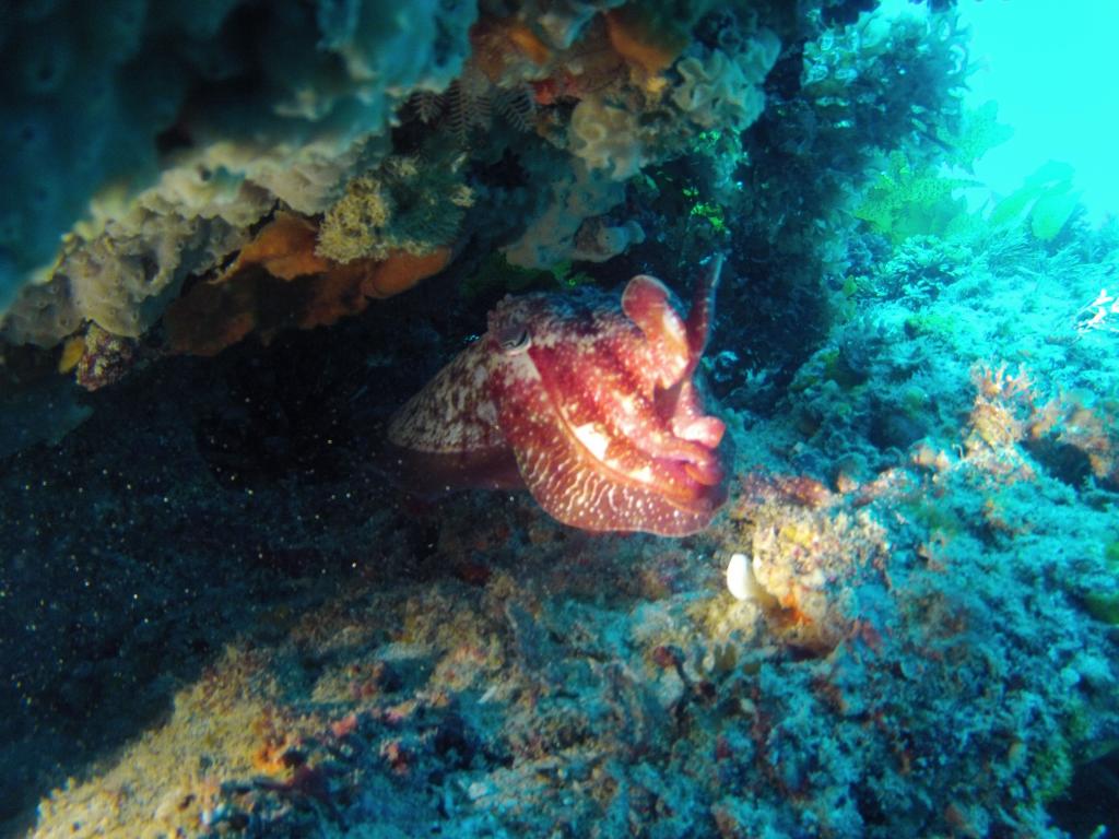 130 - 20140120 Rottnest Island Dive1