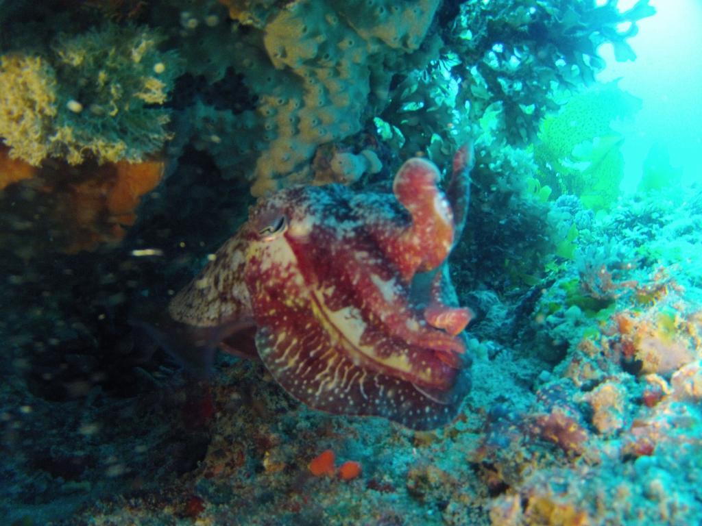 131 - 20140120 Rottnest Island Dive1