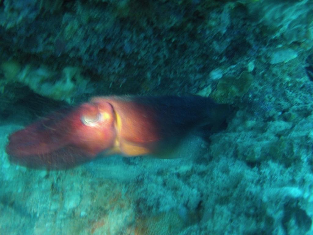 132 - 20140120 Rottnest Island Dive1