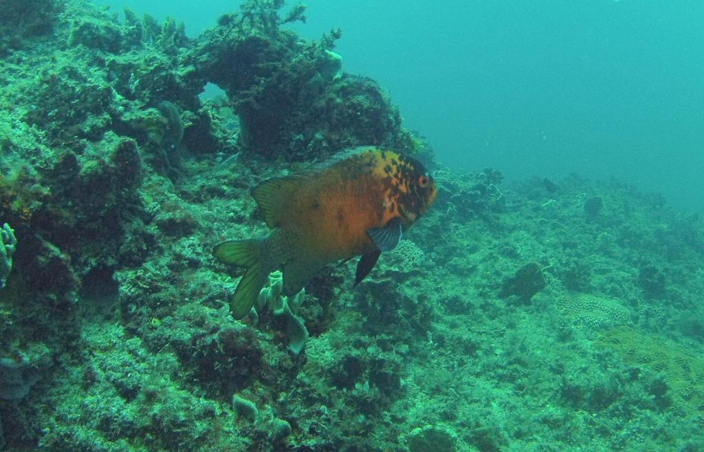 133 - 20140120 Rottnest Island Dive1