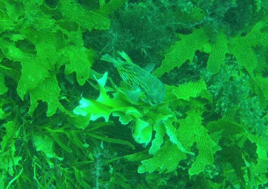 201 - 20140120 Rottnest Island Dive2