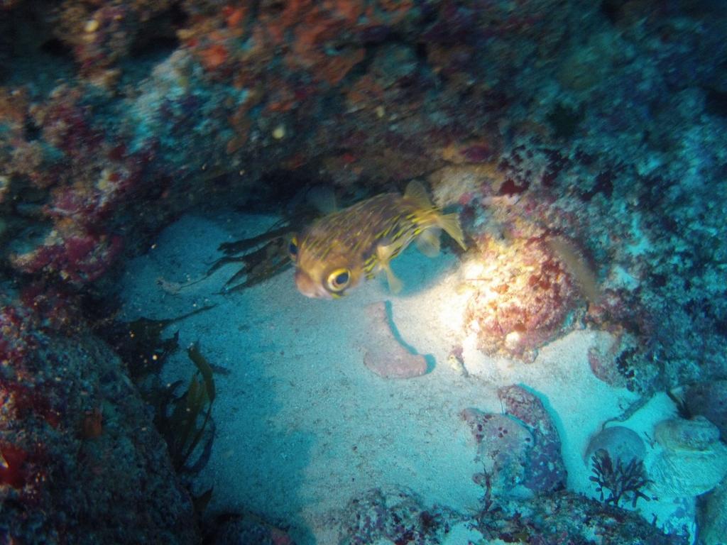 203 - 20140120 Rottnest Island Dive2