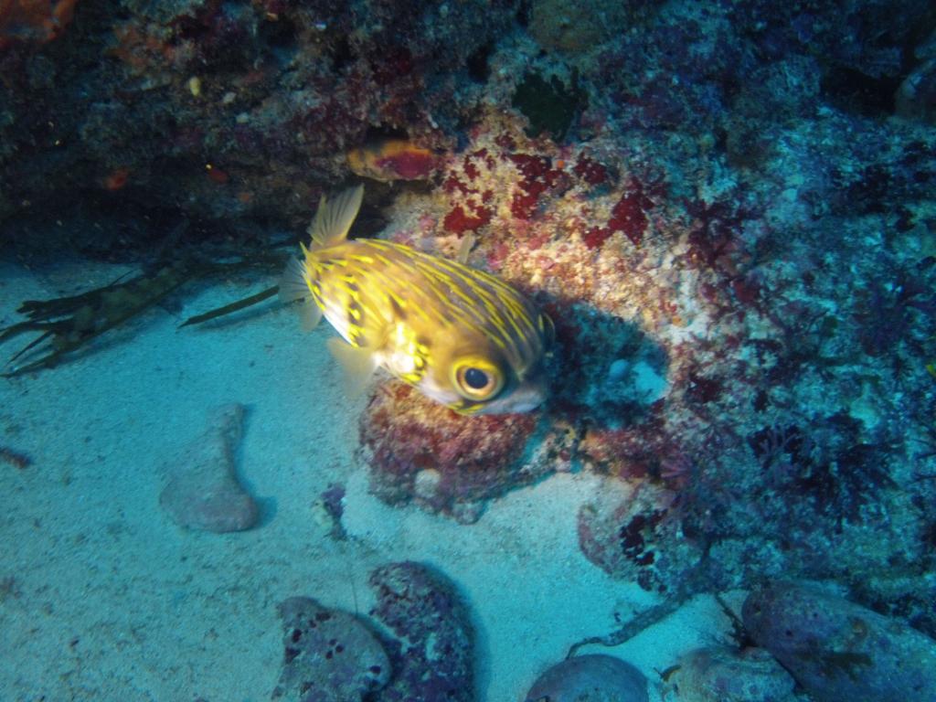 205 - 20140120 Rottnest Island Dive2