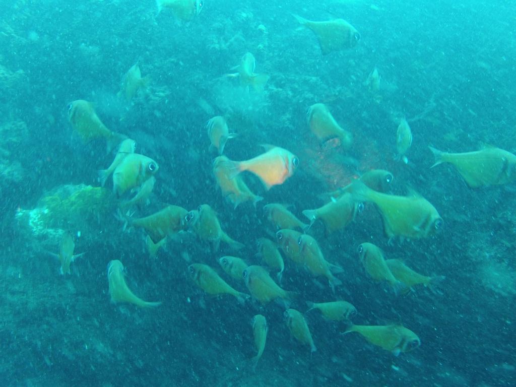 207 - 20140120 Rottnest Island Dive2