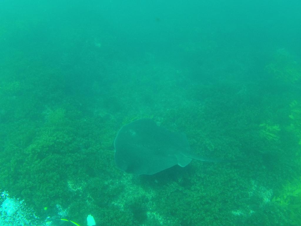 212 - 20140120 Rottnest Island Dive2